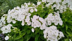 Phlox paniculata 'Adessa White' Флокс метельчатый